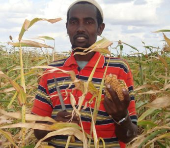 sard-farmer-with-sorghum sard-farmer-with-sorghum